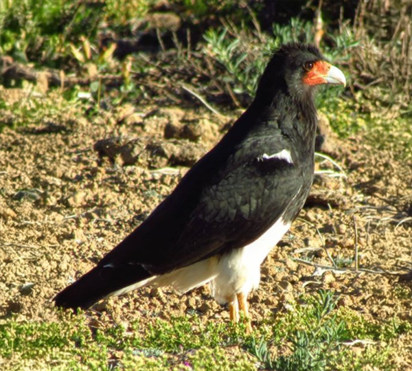 Carancho-cordillerano-(Phalcoboenus-megalopterus)