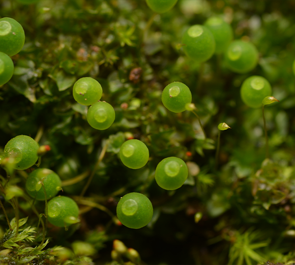 Costesia-macrocarpa