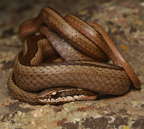 Culebra-de-cola-larga-(Philodryas-chamissonis)