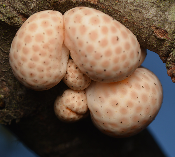 (Cyttaria-espinosae)-diguene