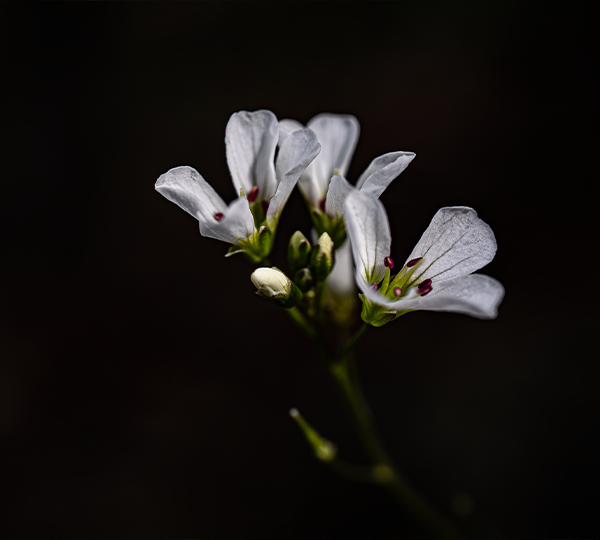 FLORA_3