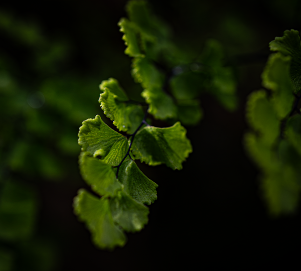 FLORA_5