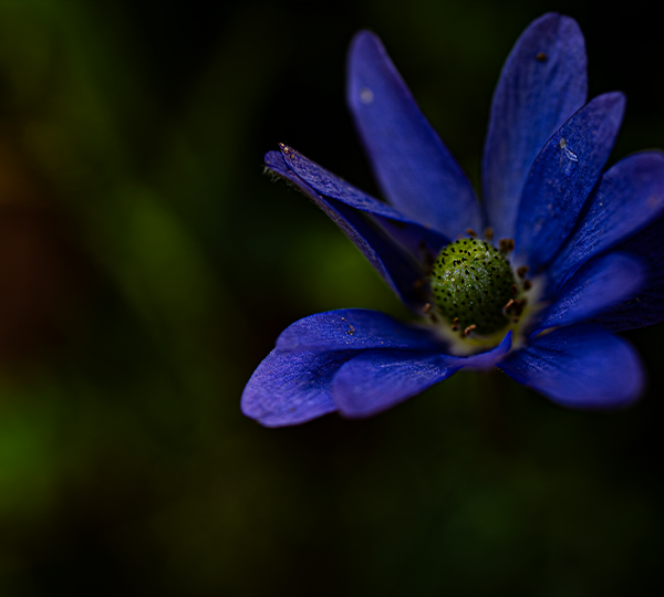 FLORA_6