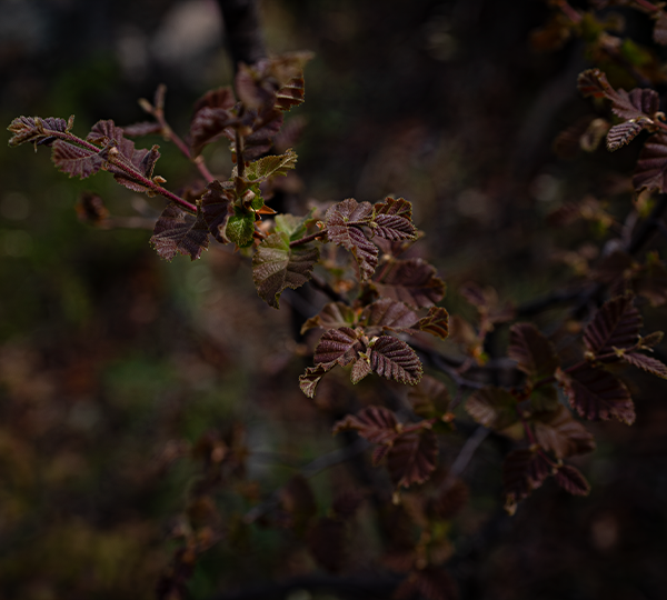 FLORA_7