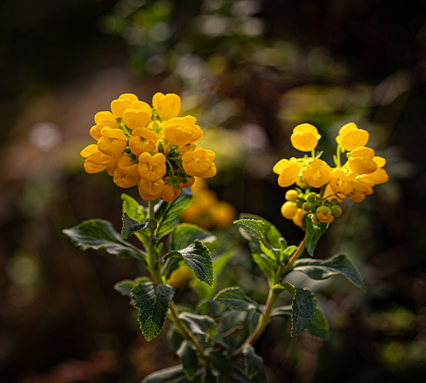 FLORA_8