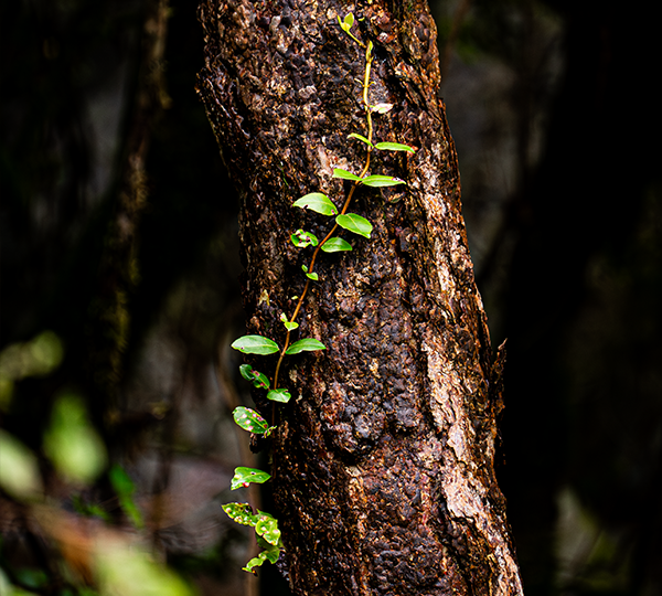FLORA_9