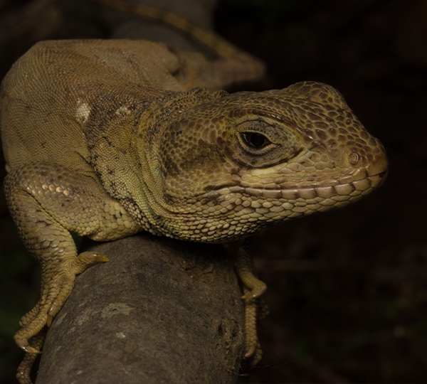 GruÃ±idor-de-Valeria-Pristidactylus-valeriae