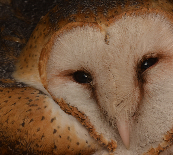 Lechuza-(Tyto-alba)