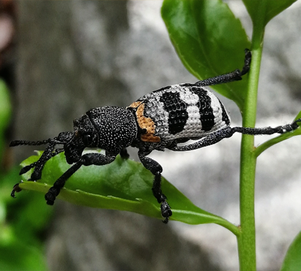 Marinerito-o-cabrito-del-duraznero-(Aegorhinus-phaleratus)