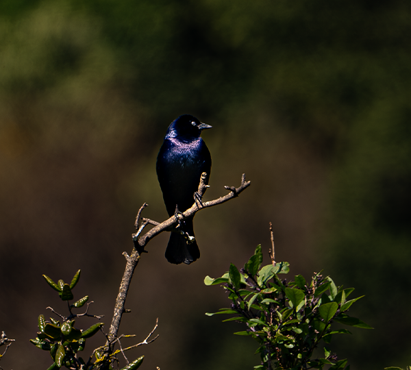 PAJARO