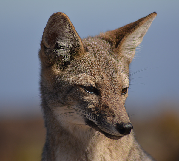 chilla-(Lycalopex-griseus)