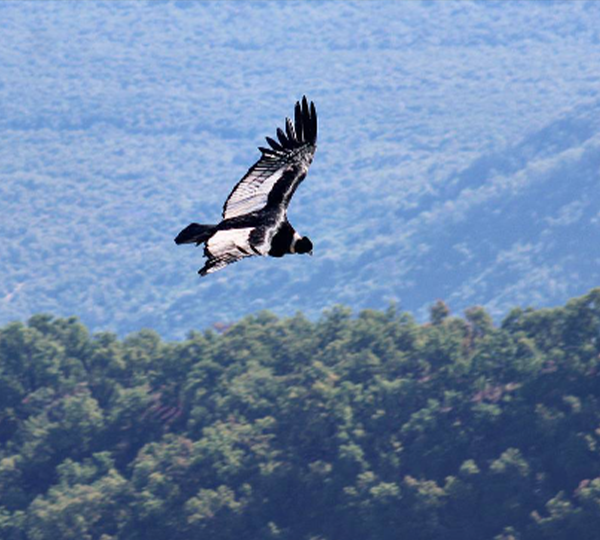 condor