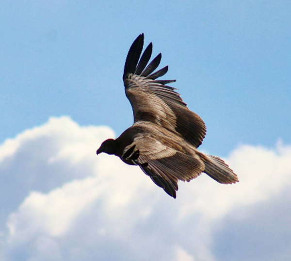 condor_hembra