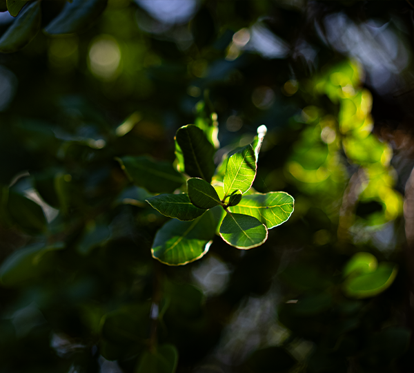 flora_11
