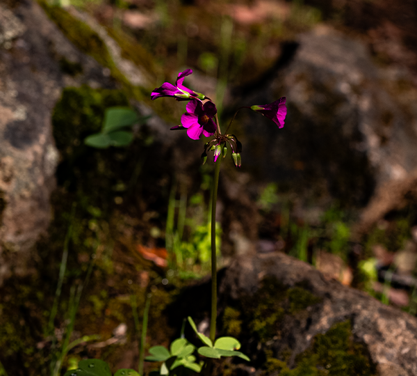 flora_2