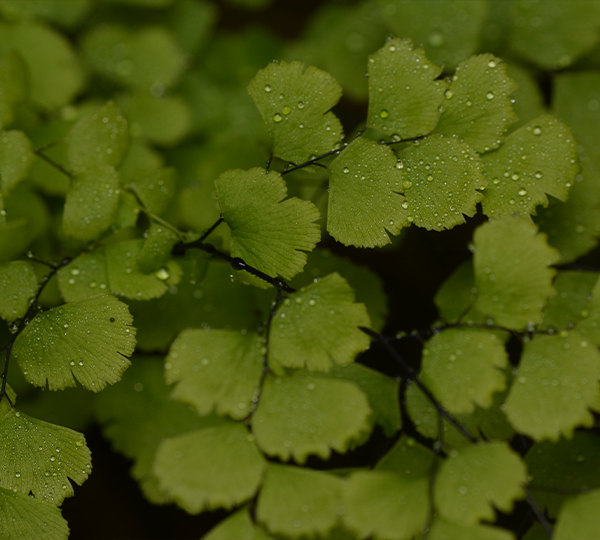 flora_palito-negro