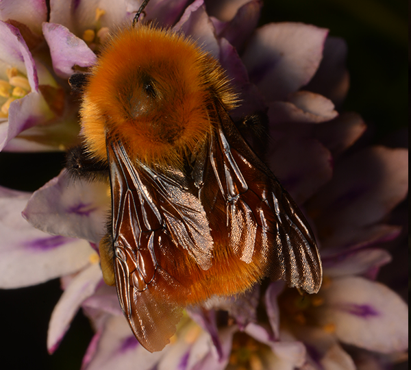 mosca