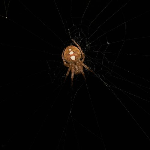 Araneus sp.