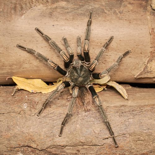 Euathlus sp. 5