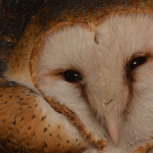 Lechuza-(Tyto-alba)