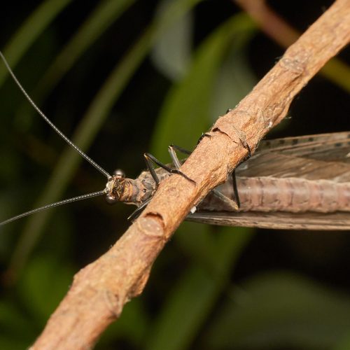 Megaloptera