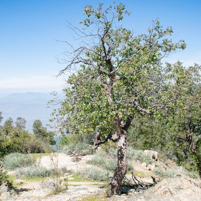 Mirador_del_Chagual_9